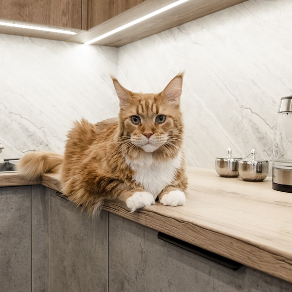 Встроенный холодильник, преимущества и недостатки